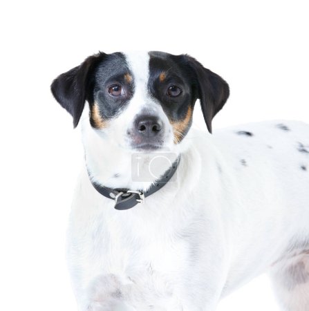 Foto de Jack Russell perro, estudio de primer plano y fondo blanco para el cuidado de mascotas, sano o aislado con bienestar. Animal canino, cachorro y cara con pelaje natural con rescate para seguridad, pedigrí o adopción. - Imagen libre de derechos