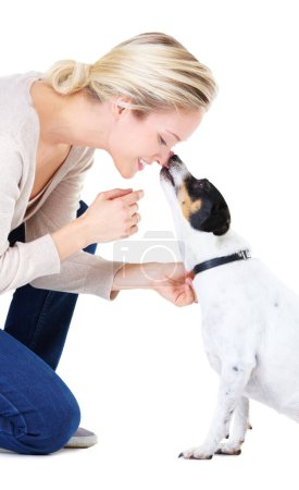 Photo for Woman, kiss and studio with jack russell dog for adoption, learning or care by white background. Girl, animal or pet puppy with bonding, training and kindness for loyalty, floor or domestic education. - Royalty Free Image