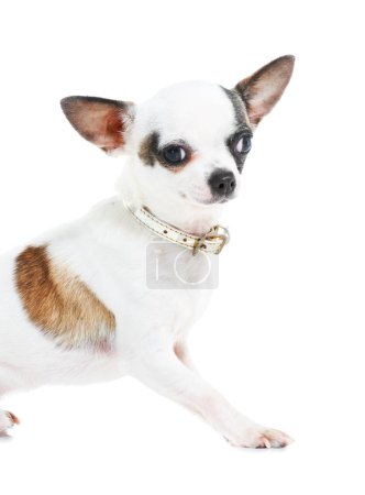 Photo for Portrait, dog or chihuahua in studio isolated on a white background for animal care or companion. Puppy, pet and loyalty with an adorable little purebred canine on a backdrop for trust or friendship. - Royalty Free Image