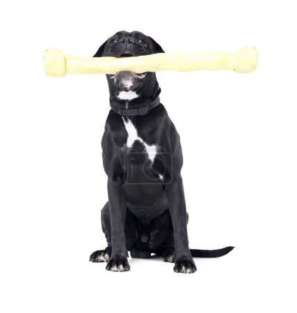 Foto de Juguete, mascota y perro en un estudio para jugar, entrenar o enseñar con equipos de motivación o recompensa. Positivo, producto y animal cachorro negro sentado con gran material de masticación por fondo blanco - Imagen libre de derechos