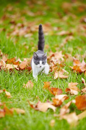Photo for Kitten, alone and walking on grass with leaves in backyard of family home while looking for owner. Cute, little and cat in nature, outside or earth for search, hunting or playing in garden for fun. - Royalty Free Image