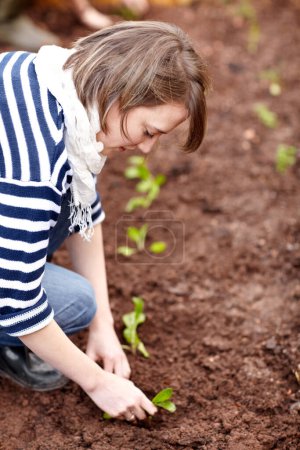 Photo for Woman, gardening and plant in backyard soil, dirt or growing vegetables. Person, planting or harvest of plants in ground or agriculture in spring, garden and farming green spinach, leaves or herbs. - Royalty Free Image