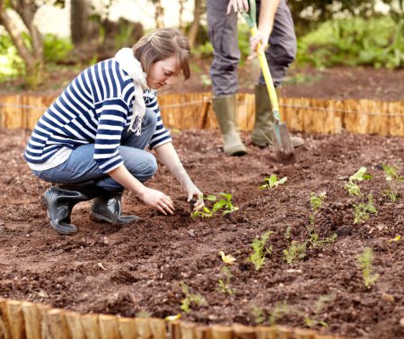 Photo for Gardening, vegetables and people plant in soil, dirt or growing in backyard. Woman, planting or harvest plants in ground with partner in spring, garden or farming green spinach, leaves or herbs. - Royalty Free Image