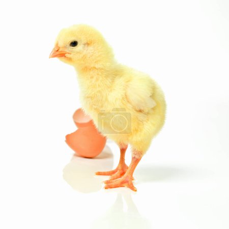 Photo for Which came first, the chicken or the egg. Studio shot of a fluffy chick standing next to an open eggshell - Royalty Free Image