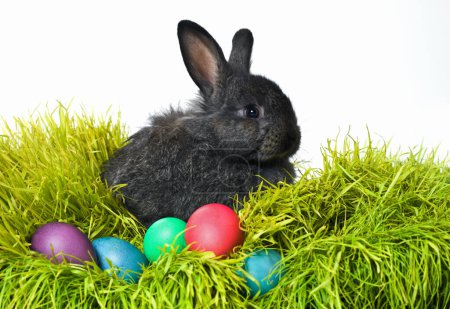 Téléchargez les photos : Prêt pour la chasse aux œufs de Pâques. Plan studio d'un lapin mignon sur l'herbe avec un assortiment d'œufs aux couleurs vives - en image libre de droit