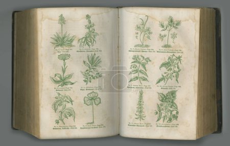 Téléchargez les photos : Journal botanique. Un livre de biologie vieilli avec ses pages exposées - en image libre de droit