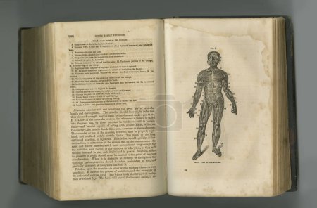 Téléchargez les photos : Journal médical. Un livre d'anatomie vieilli avec ses pages exposées - en image libre de droit
