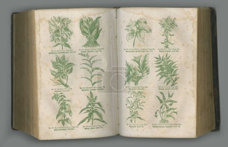 Téléchargez les photos : Journal botanique vieilli. Un livre de biologie vieilli avec ses pages exposées - en image libre de droit