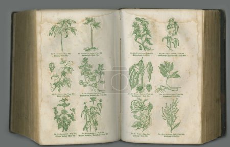 Téléchargez les photos : Ancien texte botanique. Un livre de biologie vieilli avec ses pages exposées - en image libre de droit