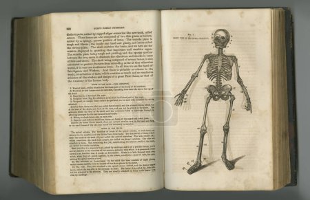 Téléchargez les photos : Journal médical antique. Un livre d'anatomie vieilli avec ses pages exposées - en image libre de droit