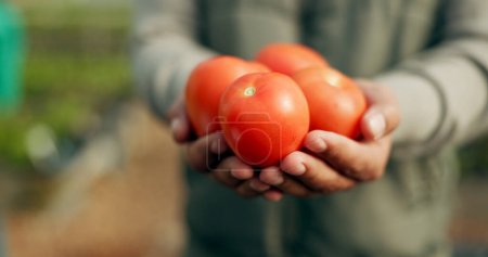 Photo for Closeup, hand and tomato for harvest in farming for agro, agribusiness or sustainable development in future growth. Person, eco friendly or plant for fresh, organic or produce for nutrition in health. - Royalty Free Image