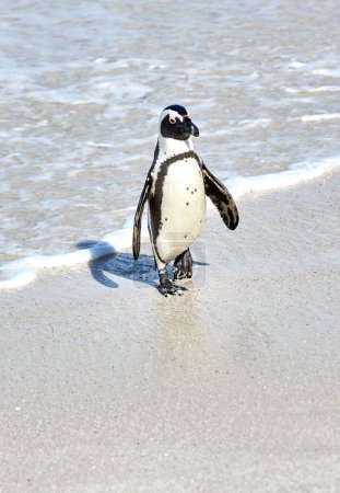 Foto de Un pingüino africano de patas negras en una playa de arena, una colonia de cría o una reserva de conservación de la costa en Ciudad del Cabo, Sudáfrica. Fauna y aves acuáticas oceánicas en peligro de extinción, protegidas para el turismo. - Imagen libre de derechos
