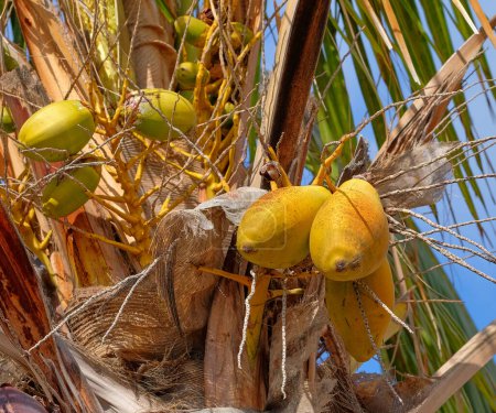 Téléchargez les photos : Fruits exotiques de papaye poussant sur les arbres de l'île de La Palma, îles Canaries en Espagne. Vue du bas des fruits frais et biologiques suspendus dans un environnement naturel dans une zone tropicale pour les touristes. - en image libre de droit