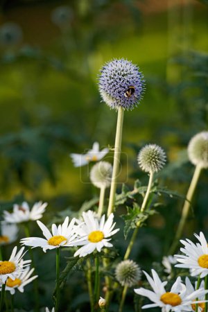 Foto de Primer plano de las abejas polinizando Cardo globo grande y plantas de flores de margarita Shasta. Floreciendo en un jardín natural o campo de hierba de montaña en primavera, con un paisaje verde borroso y fondo - Imagen libre de derechos