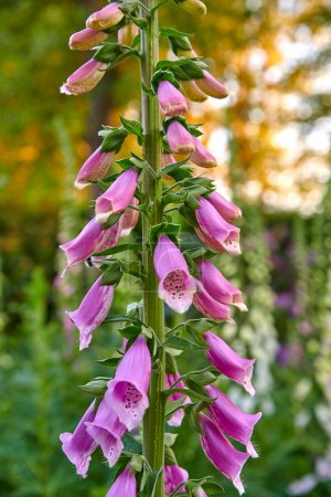 Common Foxglove flower plants or Digitalis purpurea in full bloom in a botanical garden or grass field of a forest in Spring or Summer. Closeup of nature surrounded by the green scenery of trees