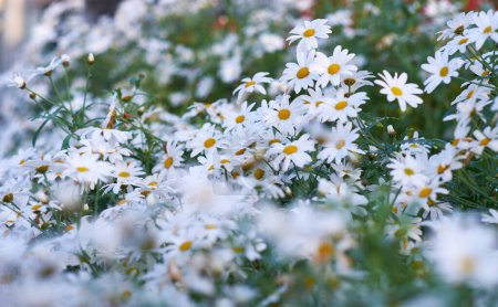 Photo for White yellow daisies with morning dew in a garden. Nature landscape of many beautiful Marguerite flowers growing in a spring park. Group of wet flowering plants after watering a park in summer season. - Royalty Free Image