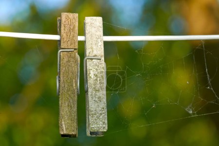 Photo for Wooden pegs with spider webs on a washing line against a blurred background. Closeup of a cobweb strung alongside two weathered old clothespins. Ecosystem and biodiversity of nature in a modern world. - Royalty Free Image