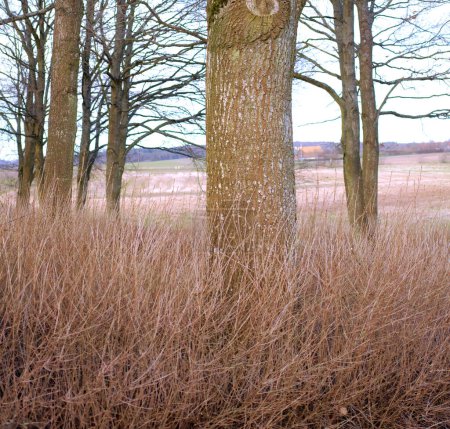 Téléchargez les photos : Pré herbeux sec dans une forêt de pins, sapins ou cèdres en Suède. Paysage de vieux troncs et de hautes herbes dans un bois de conifères calme, sauvage et isolé, pour la conservation de la nature environnementale en hiver. - en image libre de droit