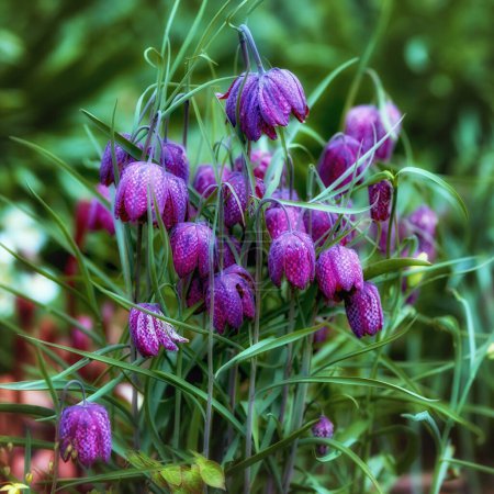 Téléchargez les photos : Mon jardin. Fleurs d'échecs violettes magiques poussant dans une prairie ou une forêt verte. Superbes fleurs violettes et roses sur un fond flou dans la nature. La mystérieuse et sauvage tête de serpent crétillaire - en image libre de droit