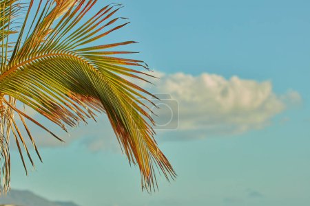 Téléchargez les photos : Gros plan d'un palmier poussant sur l'île de La Palma, îles Canaries, sur un fond de ciel avec copyspace. Zoom sur la couleur et la texture des feuilles tropicales sur les branches d'un complexe paisible. - en image libre de droit
