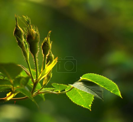 Photo for Rose buds on a vine about to open, closeup of rose shoot growing from a wild rose bush in a garden. Seasonal flowers symbolising romance, love, beauty and courage, will later be used for fragrance. - Royalty Free Image
