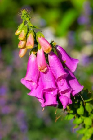 Téléchargez les photos : Foxglove ou Digitalis Purpurea est en pleine floraison et pousse dans le jardin. Fleur violette ou capitule fleurissant avec des arbres verts luxuriants en arrière-plan. Gros plan d'une plante ou d'une flore un jour d'été. - en image libre de droit