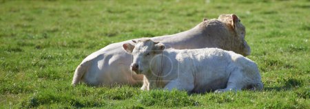 Foto de Dos vacas blancas vagando y descansando en una granja sostenible en el campo de pastos en el campo. Criar y criar animales de la ganadería en el agronegocio para la ganadería ecológica y la industria láctea. - Imagen libre de derechos