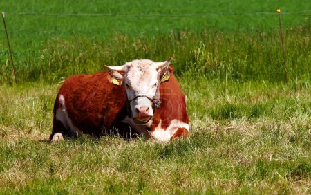 Téléchargez les photos : Une vache d'hereford assise seule dans un pâturage agricole. Portrait d'un animal poilu isolé contre l'herbe verte sur des terres agricoles et des propriétés agricoles éloignées. Elevage de bovins vivants, l'industrie de l'élevage de journal nourri à l'herbe. - en image libre de droit