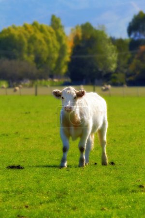 Foto de Retrato de un ternero de vaca en tierra abierta con hierba verde de aspecto saludable. Una pequeña vaca blanca está en un campo sin la madre. Criar terneros en la granja. Joven vaca curiosa al aire libre. - Imagen libre de derechos