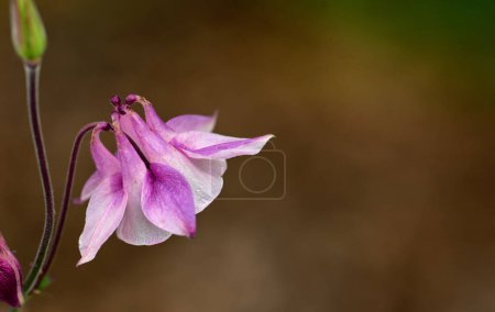 Photo for Closeup of one pink and white flower in blur garden background. A flowerhead of a petticoat pink plant growing outside. Purple grannys bonnet flowers blooming in a park or backyard during summertime. - Royalty Free Image