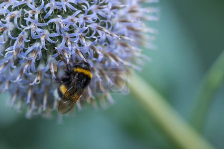 Photo for Large bumble bee on a thistle. Purple flower Echinops sphaerocephalus. Blue great globe thistle or pale purple flowering plant. Bumble bee and Perfect attracting pollinator blossoming flower - Royalty Free Image