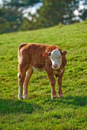 Photo for Portrait of a Hereford cow standing in farm pasture. A domestic livestock or calf with red and white head and pink nose grazing on a lush green field or meadow on a sunny spring day. - Royalty Free Image