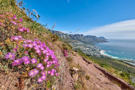 Lila Fynbos blühen und blühen auf einem berühmten Touristenwanderweg im Tafelberg-Nationalpark in Kapstadt, Südafrika. Pflanzen wachsen und blühen in Naturschutzgebieten im Ausland.