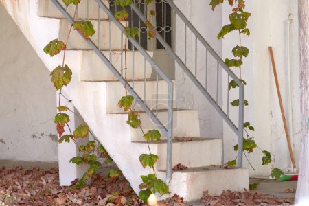 Téléchargez les photos : Escaliers anciens à l'extérieur en automne avec des vignes suspendues et des plantes grimpantes en croissance. Extérieur de la maison blanche oubliée avec escalier en béton et balustrades métalliques avec des feuilles mortes sèches recouvrant le sol. - en image libre de droit