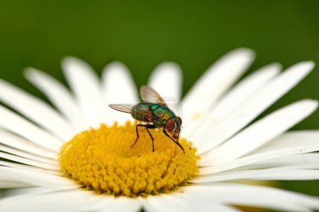 Téléchargez les photos : Closeup of a common green bottle fly eating floral disc nectar on white Marguerite daisy flower. Macro texture and detail of insect pollination and pest control in a private backyard or home garden. - en image libre de droit