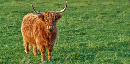 Photo for Scottish breed of cattle and livestock on a farm for beef industry. Landscape with animal in nature. Brown hairy highland cow with horns on a green field in a rural countryside with copy space - Royalty Free Image
