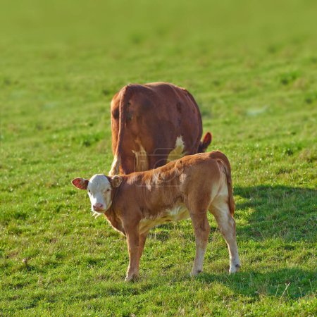 Foto de Vacas de Hereford de pie en una granja de pastos. Dos vacas de Hereford de pie en un pasto verde vibrante en una granja en un día soleado. Hierba alimentado vacas en una granja de suministro diario relajante mientras pastorea a la luz del sol. - Imagen libre de derechos