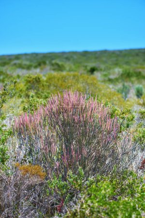 Photo for Fynbos in Table Mountain National Park, Cape of Good Hope, South Africa. Closeup of scenic landscape environment with fine bush indigenous plant and flower species growing in a nature reserve. - Royalty Free Image