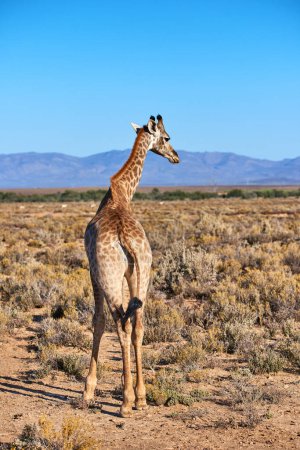 Foto de La jirafa en una sabana en Sudáfrica desde la espalda en un día soleado contra un cielo azul copia el fondo del espacio. Un animal salvaje alto con cuello largo visto en un safari en un parque nacional seco y desierto. - Imagen libre de derechos