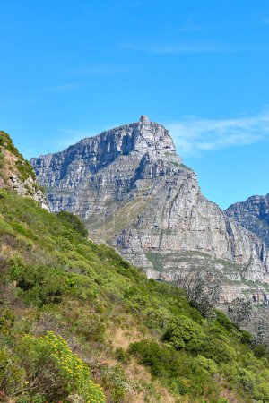 Photo for A landscape of a mountain with trees and shrubs on a famous tourism and hiking site on Table Mountain for nature explorers. Wild plants in their natural environment at a national park on a sunny day. - Royalty Free Image