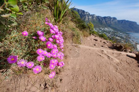 Foto de Flores de color rosa en una ruta de senderismo a lo largo de la montaña. .Vibrant mesembryanthemums o vygies de las especies de aizoaceae que crecen en tierra arenosa seca en un entorno natural en Lions Head Cape Town. - Imagen libre de derechos
