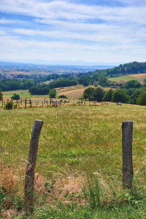 Photo for Natural green forest field view with cows in nature. Beautiful hills on the countryside on a farm with animals. Blue cloudy sky setting a path surrounded by grass, leaves and wooden fence stakes - Royalty Free Image