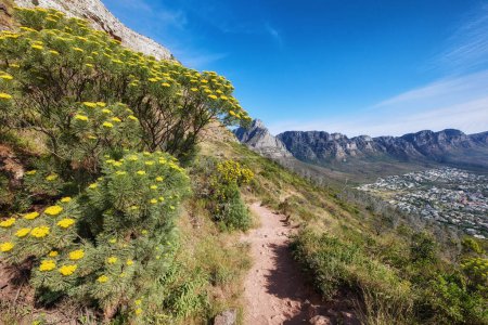 Foto de Sendero de montaña que conduce a través de flores de milenrama fernleaf o achillea filipendulina que crece en Table Mountain, Sudáfrica. Flora verde arbusto o plantas en reserva natural tranquila, serena y silvestre. - Imagen libre de derechos
