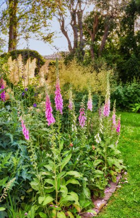 Photo for Foxglove flowers growing in a botanical or home garden in summer. Pink digitalis purpurea flowering plants blooming amongst greenery and vegetation in a park. Wildflowers on a lawn in nature. - Royalty Free Image