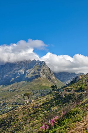 Foto de Copyspace y paisaje de Table Mountain con exuberantes pastos y flores con un fondo de cielo azul nublado. Vegetación en una ladera cubierta de hierba o acantilado con rutas de senderismo para explorar Ciudad del Cabo, Sudáfrica. - Imagen libre de derechos