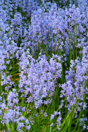 Photo for Closeup of a Bluebell meadow, growing in a calm, green garden. Macro details of soft purple flowers in harmony with nature, tranquil wild Scilla Siberica in a zen, quiet, peaceful backyard. - Royalty Free Image