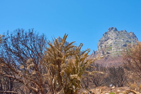 Foto de Doce Apóstoles en la Montaña de la Mesa en Ciudad del Cabo sobre un fondo de cielo azul claro desde abajo. Vista panorámica de plantas y arbustos que crecen alrededor de un majestuoso valle rocoso y un punto de referencia paisajístico en la naturaleza. - Imagen libre de derechos