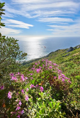 Téléchargez les photos : Vue calme sur l'océan depuis un paysage montagneux avec des fleurs de malva vibrantes et de la verdure contre une mer calme et un horizon bleu nuageux. Sentier de randonnée nature isolé en Afrique du Sud en été avec espace de copie. - en image libre de droit