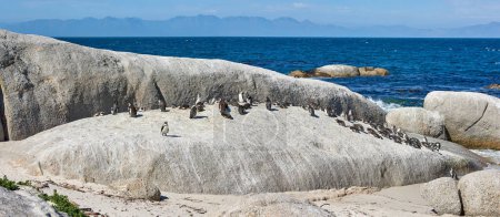 Téléchargez les photos : Pingouins sur les rochers à Boulders Beach en Afrique du Sud. Oiseaux sans vol jouant et se relaxant sur une plage isolée et vide en été. Animaux sur une attraction balnéaire touristique populaire au Cap. - en image libre de droit