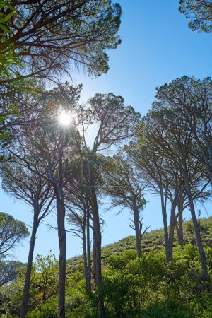 Téléchargez les photos : Vue paysage d'arbres sur une montagne contre un ciel bleu clair dans la nature pendant l'été. Pins, végétation et verdure poussant dans une forêt pour la randonnée et l'aventure pendant les vacances et les vacances. - en image libre de droit
